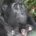 The First Time, the Gorilla Family Experienced a Birth Rate Explosion