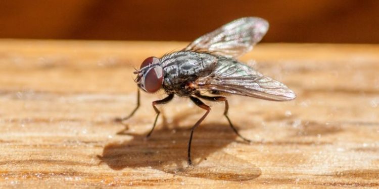 The Intentions is to Killing the Fies, an Old Man in France Instead Blew up His Own House