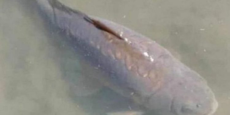 Not Just a Random Fish; The Death of This Fish Makes Students and the President of Zambia Grieve