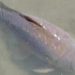 Not Just a Random Fish; The Death of This Fish Makes Students and the President of Zambia Grieve