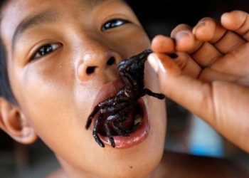Disgusting! Tarantula Spiders Become an Extreme Delicacy for Vietnamese