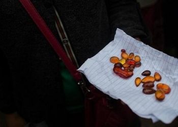 Wow! Sperm of 100 Million Year Old Animal Found in Myanmar