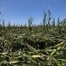 US Secretary of Agriculture Purdue approves designation of 18 counties as natural disaster areas in Iowa
