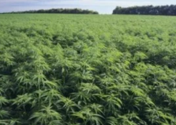 In Order to Increase the Foreign Exchange, This Islamic State Minister of Research and Technology Wants to Legalize Marijuana