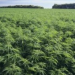 In Order to Increase the Foreign Exchange, This Islamic State Minister of Research and Technology Wants to Legalize Marijuana