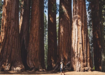 After Great Fires In California, Oldest National Park To Close A Year