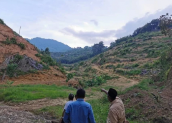 The Musang King Durian Plantations Cause the Illegal Destruction of Forest Land in Pahang