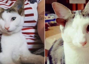 The Frankenkitten Story; A Unique Cat That Has 4 Ears And 1 Eye