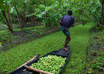 Despite The Unclear Climate, Bangladesh Floating Garden Is Still Remarkable