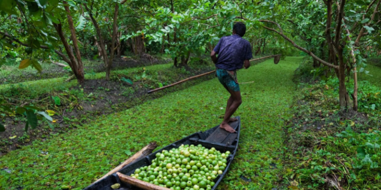 Despite The Unclear Climate, Bangladesh Floating Garden Is Still Remarkable