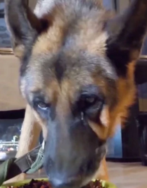 A German Shepherd Cries Due to the Spiciness of the Food Served By Owner In China
