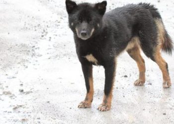 Been Extinct Long Time Ago, This ‘Singing Dog’ Race Was Found Again