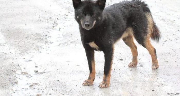 Been Extinct Long Time Ago, This ‘Singing Dog’ Race Was Found Again