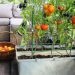 List of Vegetables and Fruits Suitable for Home Planting During WFH