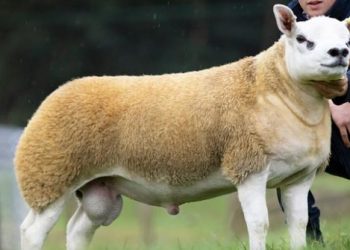 Double Diamond; The Most Expensive Lamb in the World, It Costs IDR 7 Billion