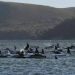 270 Pilot Whales Trapped on a Sandbar Off the Remote Coast of the Australian Island