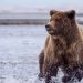 A Hunter Killed by a Grizzly Bear at a National Park in Alaska