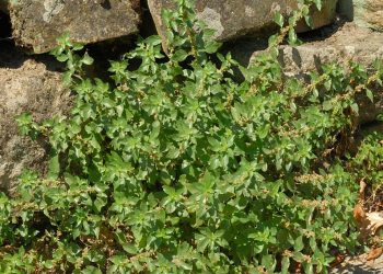 Has an Important Role in Ecology, Weeds Turns Out to Have Many Benefits