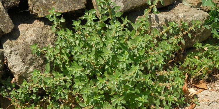 Has an Important Role in Ecology, Weeds Turns Out to Have Many Benefits