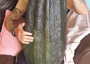 Wow! His Hobby is Farming, This Man Harvests Giant Vegetables