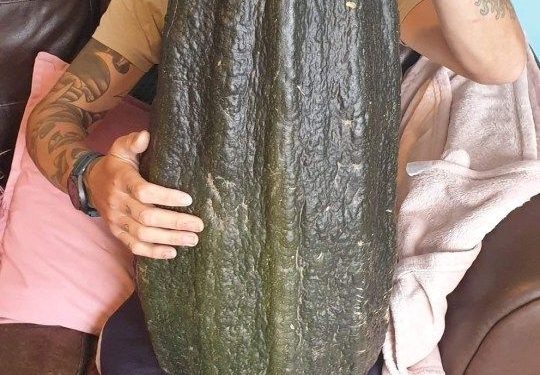 Wow! His Hobby is Farming, This Man Harvests Giant Vegetables