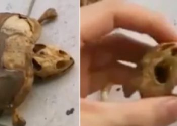 Back to Wuhan After Lockdown, the Pet of This Student Remains Only the Skeleton