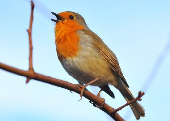 During The Pandemic Many Species of Birds Learned a New Song
