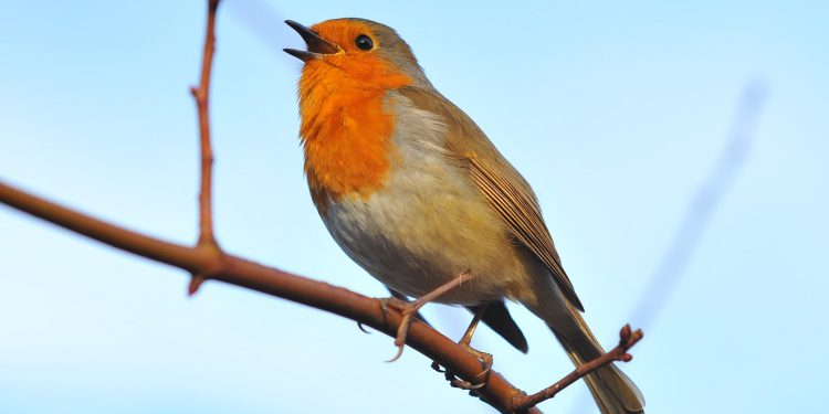 During The Pandemic Many Species of Birds Learned a New Song