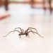 A Woman Shares Her Genius Tips to Keep Spiders Come to Your Home