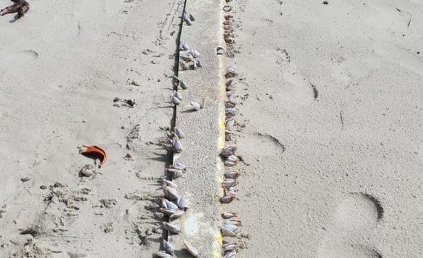 A Fisherman Spotted the Wreckage of Missing MH370 on a Remote Beach in North Queensland