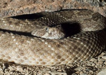 Horrifying, a Couple Found a Giant Pregnant Rattlesnake Under Their Bed