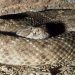 Horrifying, a Couple Found a Giant Pregnant Rattlesnake Under Their Bed
