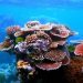 The Indonesian Government is Setting Course to Build Coral Reef Gardens in Five Locations Across Bali