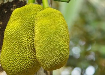 Jackfruit is a Meat Substitute and Rich in Protein