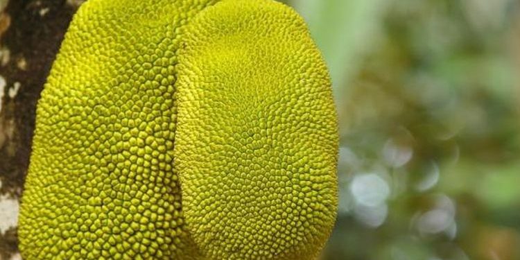 Jackfruit is a Meat Substitute and Rich in Protein