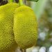 Jackfruit is a Meat Substitute and Rich in Protein