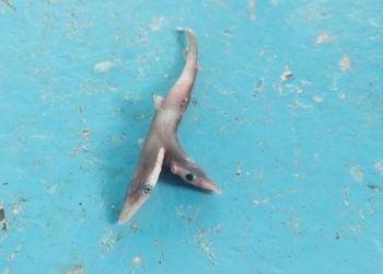 A Fisherman in India Caught a Two-headed Baby Shark
