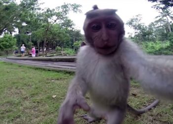 A Monkey Stole the Camera from Tourists and Took a Selfie