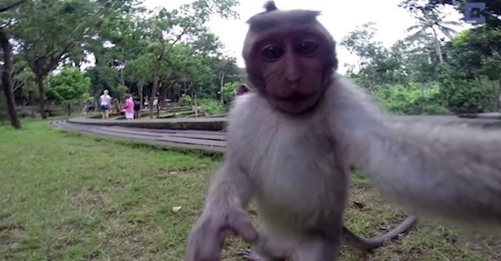 A Monkey Stole the Camera from Tourists and Took a Selfie