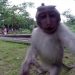 A Monkey Stole the Camera from Tourists and Took a Selfie