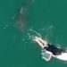 A Surfer Vanished in a Shark Attack Off the Australian Southwest Coast
