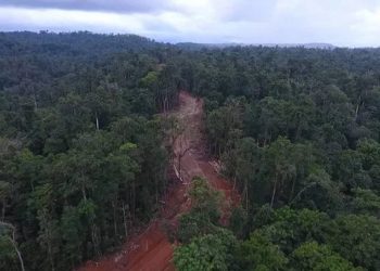 Save Papua Forest Becomes Trending After Forest Allegedly Burned and the Compensation Only IDR 100 Thousand