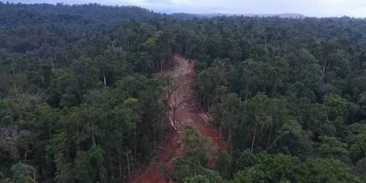 Save Papua Forest Becomes Trending After Forest Allegedly Burned and the Compensation Only IDR 100 Thousand