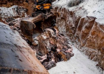 Minks Spotted Rising from Their Graves After Mass Burials