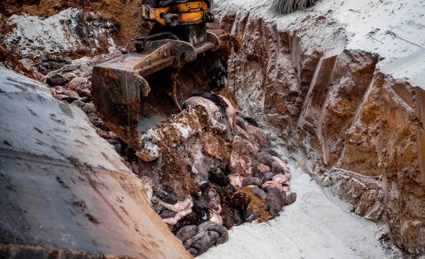 Minks Spotted Rising from Their Graves After Mass Burials