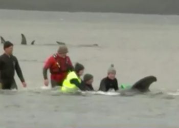 Nearly 100 Pilot Whales Have Died After Stranded on New Zealand Chatham Island