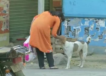 Amazing, This Woman Feeds Stray Dogs and Also Bears Their Medical Expenses With Her Savings