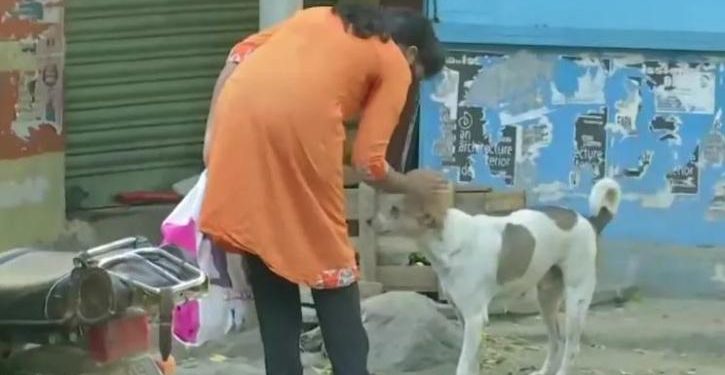 Amazing, This Woman Feeds Stray Dogs and Also Bears Their Medical Expenses With Her Savings
