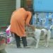 Amazing, This Woman Feeds Stray Dogs and Also Bears Their Medical Expenses With Her Savings