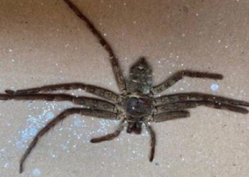 Horrifying, British Couple Discovers a Huntsman Spider In Amazon Parcel